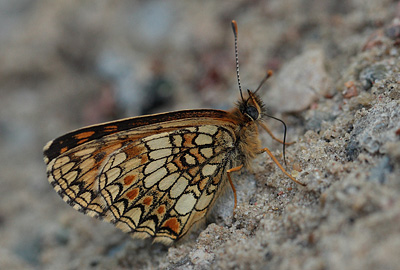 Melitaea athalia han.  Bialowieza skovene, Polen 21 juni 2011. Fotograf: Lars Andersen