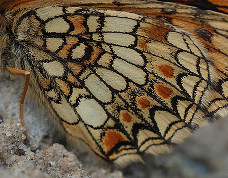 Brun Pletvinge, Melitaea athalia han.  Bialowieza skovene, Polen 21 juni 2011. Fotograf: Lars Andersen