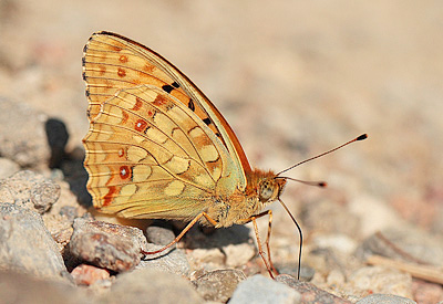 Argynnis (Fabriciana) adippe f. cleodoxa (Ochsenheimer, 1816) male. Bialowieza skovene, Polen d 22 june 2011. Photographer; Lars Andersen