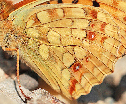 Argynnis (Fabriciana) adippe f. cleodoxa (Ochsenheimer, 1816) male. Bialowieza skovene, Polen d 22 june 2011. Photographer; Lars Andersen