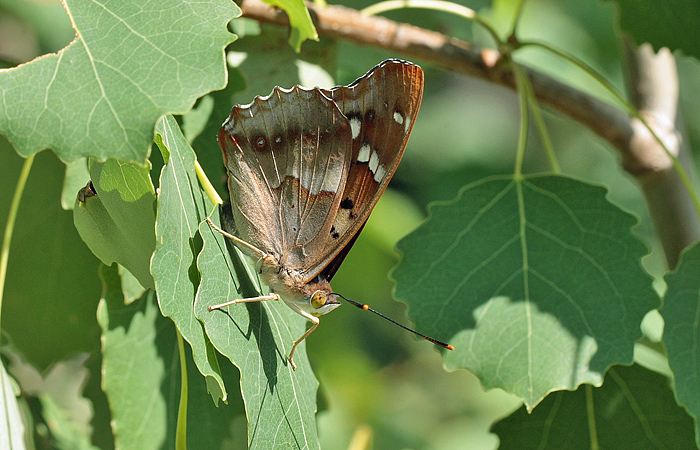 Ilia, Apatura ilia han. Bialowieza skovene, Polen d. 21/6 2011. Fotograf: Lars Andersen