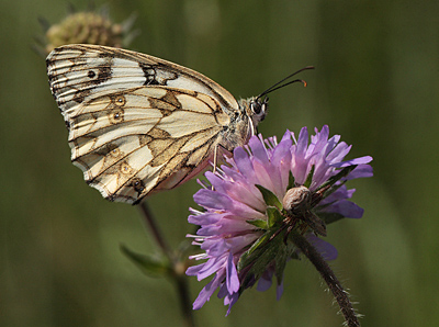 Skakbrtsommerfugl, Melanargia galathea, Polen. 23 Juni 2011. Fotograf: Lars Andersen