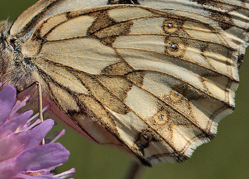 Skakbrtsommerfugl, Melanargia galathea, Polen. 23 Juni 2011. Fotograf: Lars Andersen