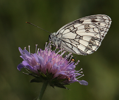 Skakbrætsommerfugl, Melanargia galathea, Polen. 23 Juni 2011. Fotograf: Lars Andersen