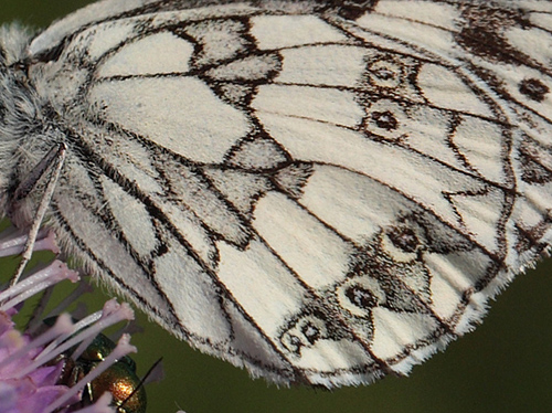 Skakbrtsommerfugl, Melanargia galathea, Polen. 23 Juni 2011. Fotograf: Lars Andersen