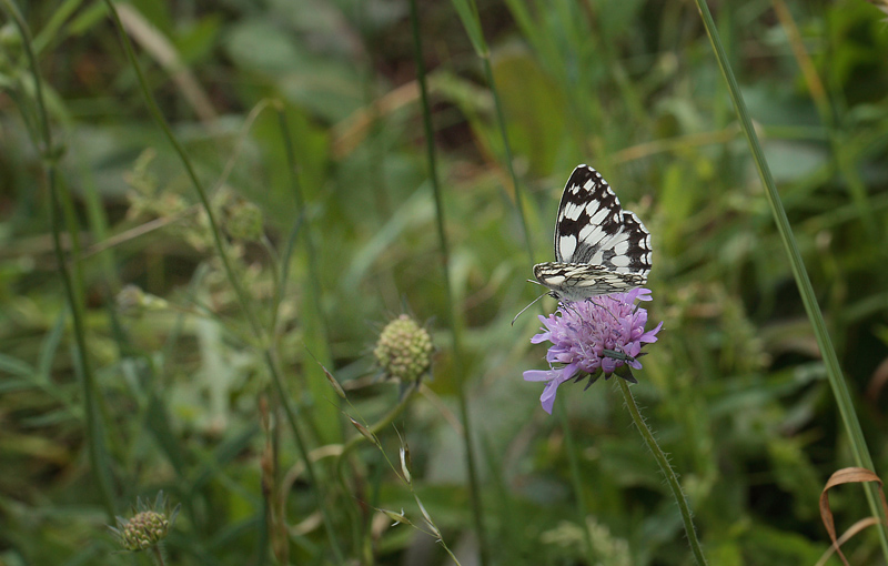 Skakbrtsommerfugl, Melanargia galathea, Polen. 23 Juni 2011. Fotograf: Lars Andersen