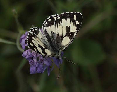 Skakbrtsommerfugl, Melanargia galathea, Polen. 23 Juni 2011. Fotograf: Lars Andersen