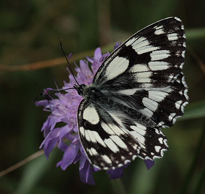 Skakbrætsommerfugl, Melanargia galathea, Polen. 23 Juni 2011. Fotograf: Lars Andersen
