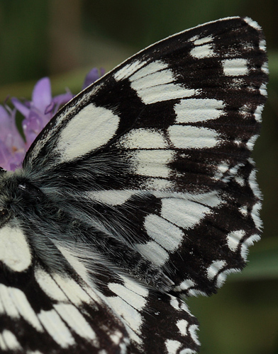 Skakbrætsommerfugl, Melanargia galathea, Polen. 23 Juni 2011. Fotograf: Lars Andersen