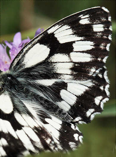 Skakbrtsommerfugl, Melanargia galathea, Polen. 23 Juni 2011. Fotograf: Lars Andersen