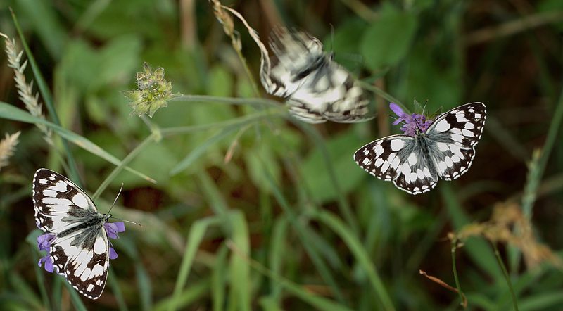 Skakbrtsommerfugl, Melanargia galathea, Polen. 23 Juni 2011. Fotograf: Lars Andersen