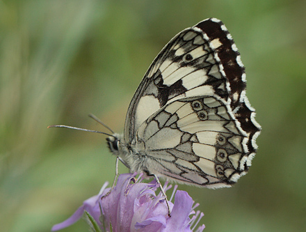 Skakbrætsommerfugl, Melanargia galathea, Polen. 23 Juni 2011. Fotograf: Lars Andersen