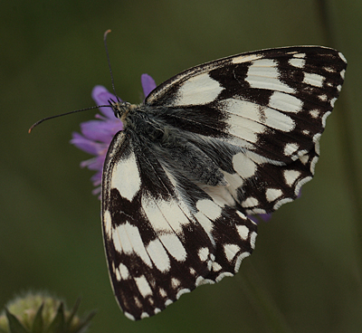 Skakbrtsommerfugl, Melanargia galathea, Polen. 23 Juni 2011. Fotograf: Lars Andersen