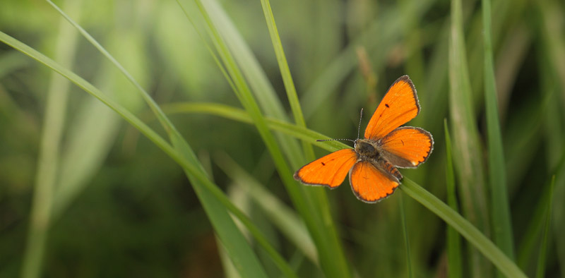 Stor Ildfugl, Lycaena dispar han. Biezra Sumpene, Polen d. 14/6 2011. Fotograf: Lars Andersen