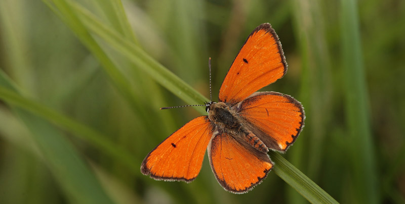 Stor Ildfugl, Lycaena dispar han. Biezra Sumpene, Polen d. 14/6 2011. Fotograf: Lars Andersen