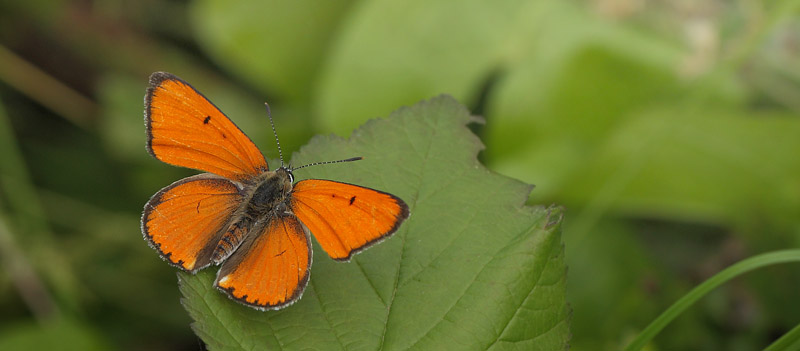 Stor Ildfugl, Lycaena dispar han. Biezra Sumpene, Polen d. 14/6 2011. Fotograf: Lars Andersen