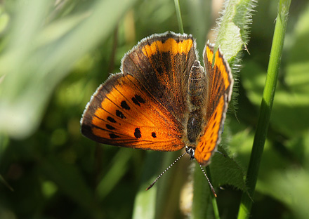 Stor Ildfugl, Lycaena dispar hun. Bialowieza skovene, Polen d. 15/6 2011. Fotograf: Lars Andersen