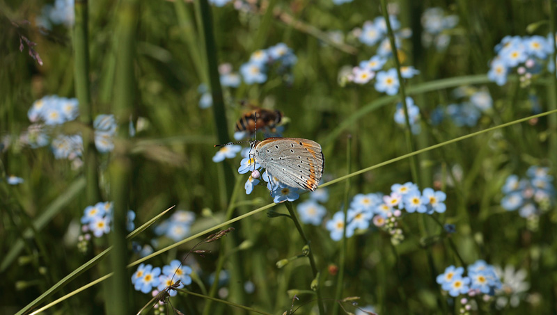 Stor Ildfugl, Lycaena dispar hun. Bialowieza skovene, Polen d. 15/6 2011. Fotograf: Lars Andersen