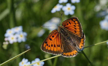 Stor Ildfugl, Lycaena dispar hun. Bialowieza skovene, Polen d. 15/6 2011. Fotograf: Lars Andersen