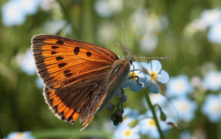 Stor Ildfugl, Lycaena dispar hun. Bialowieza skovene, Polen d. 15/6 2011. Fotograf: Lars Andersen