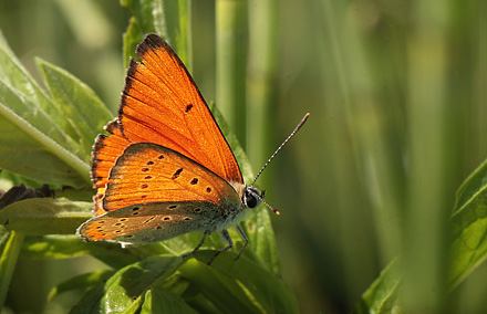 Stor Ildfugl, Lycaena dispar hun. Bialowieza skovene, Polen d. 15/6 2011. Fotograf: Lars Andersen