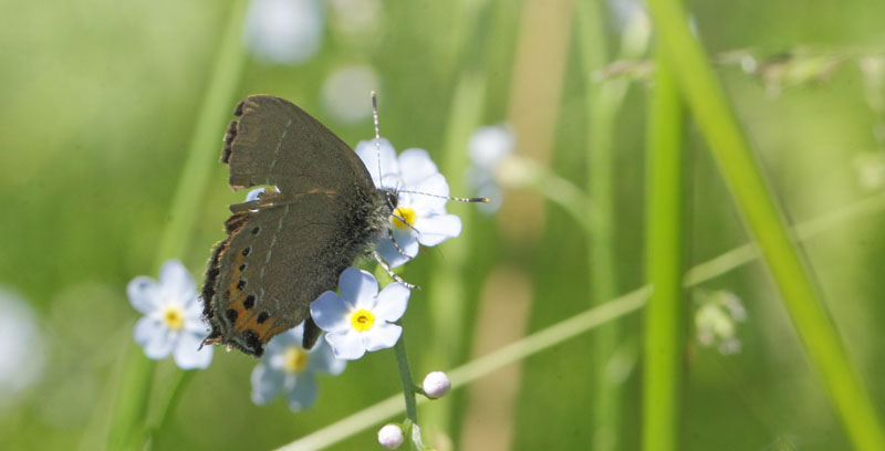 Slensommerfugl, Satyrium pruni. Bialowieza Skoven, Polen d, 15 juni 2011. Fotograf; Lars Andersen