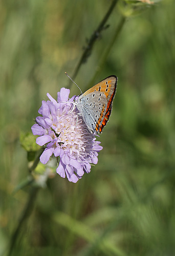 Stor Ildfugl, Lycaena dispar hun. Bialowieza skovene, Polen d. 15/6 2011. Fotograf: Lars Andersen