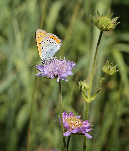 Stor Ildfugl, Lycaena dispar hun. Bialowieza skovene, Polen d. 15/6 2011. Fotograf: Lars Andersen