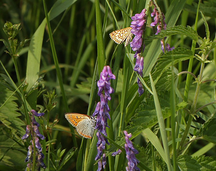 Stor Ildfugl, Lycaena dispar. Bialowieza skovene, Polen d. 15/6 2011. Fotograf: Lars Andersen