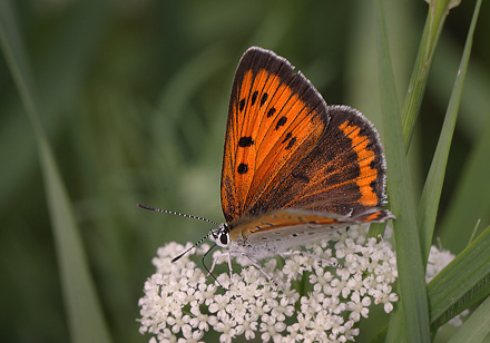 Stor Ildfugl, Lycaena dispar hun. Bialowieza skovene, Polen d. 18/6 2011. Fotograf: Lars Andersen