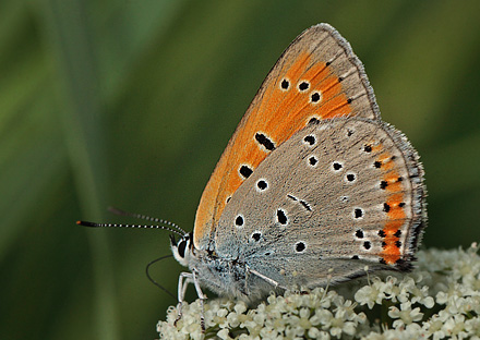 Stor Ildfugl, Lycaena dispar hun. Bialowieza skovene, Polen d. 18/6 2011. Fotograf: Lars Andersen