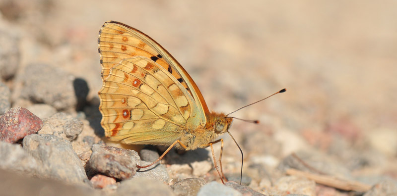 Argynnis (Fabriciana) adippe f. cleodoxa (Ochsenheimer, 1816) male. Bialowieza skovene, Polen d 22 june 2011. Photographer; Lars Andersen