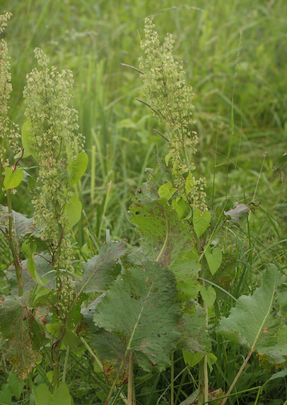 Kruset Skrppe, Rumex crispus. Biezra Sumpene i den sydlig ende som er lokalitet for Stor Ildfugl, Polen d. 14/6 2011. Fotograf: Lars Andersen