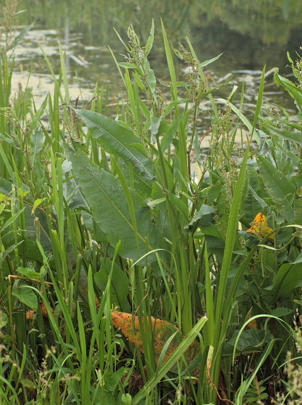 Vandskrppe, Rumex hydrolapathum. Biezra Sumpene i den sydlig ende som er lokalitet for Stor Ildfugl, Polen d. 14/6 2011. Fotograf: Lars Andersen