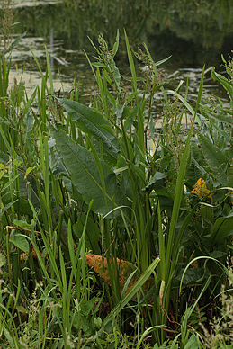 Vandskrppe, Rumex hydrolapathum. Biezra Sumpene i den sydlig ende som er lokalitet for Stor Ildfugl, Polen d. 14/6 2011. Fotograf: Lars Andersen