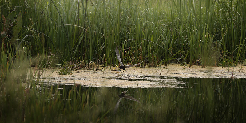 Biezra Sumpene i den sydlig ende som er lokalitet for Stor Ildfugl, Polen d. 14/6 2011. Fotograf: Lars Andersen