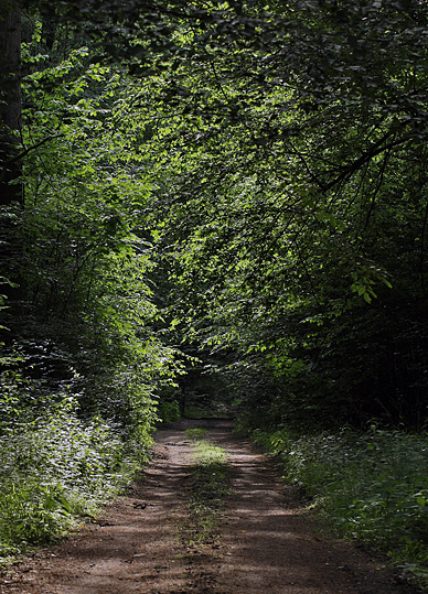 Bialowieza skovene, Polen d. 15/6 2011. Fotograf: Lars Andersen