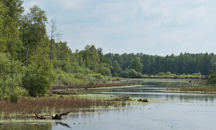 Bialowieza skovene, Polen d. 16/6 2011. Fotograf: Lars Andersen