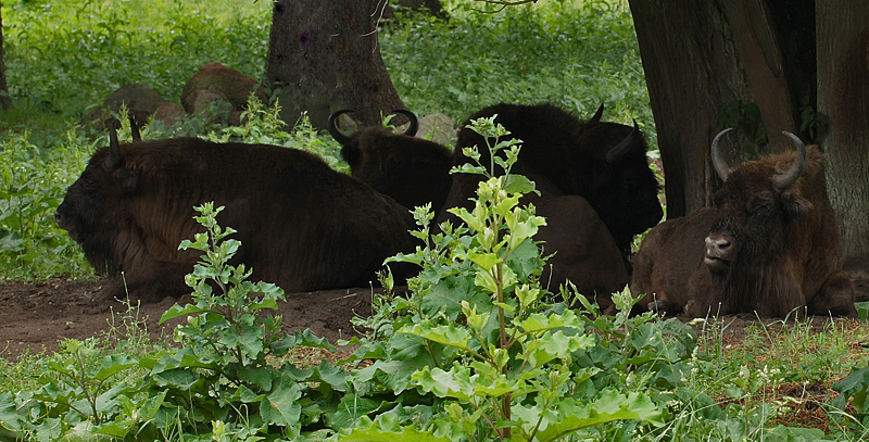 Europisk Bison hvilende i skyggen. Bialowieza Skoven, Polen d. 19 juni 2011. Fotograf: Lars Andersen