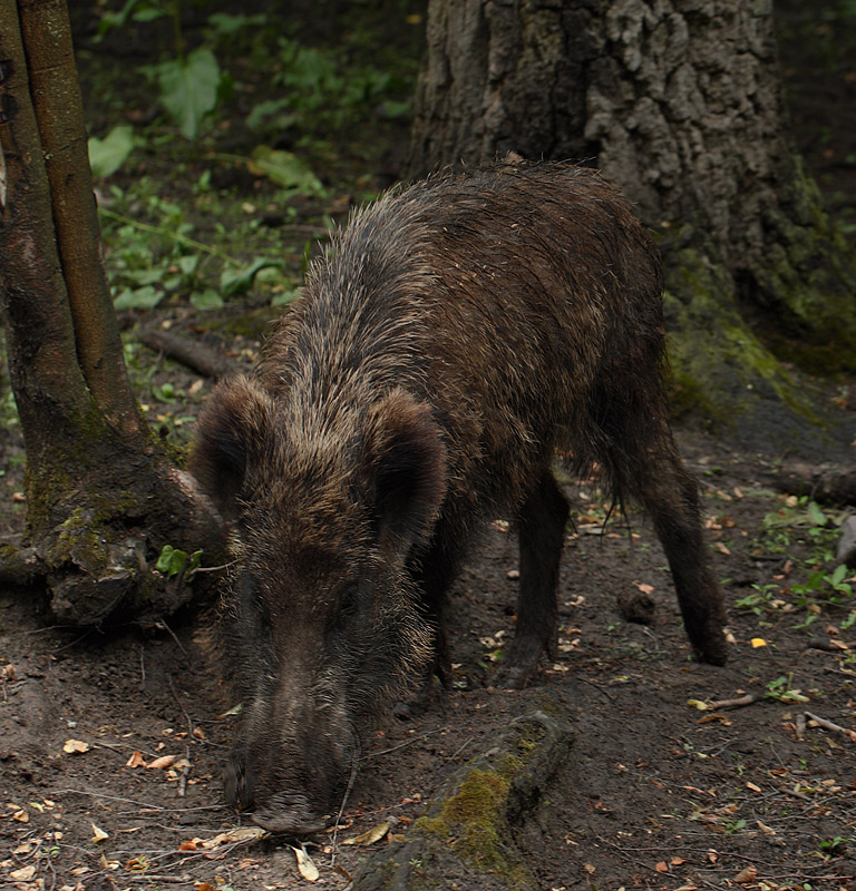 Ung vildsvin. Bialowieza Skoven, Polen d. 19 juni 2011. Fotograf: Lars Andersen