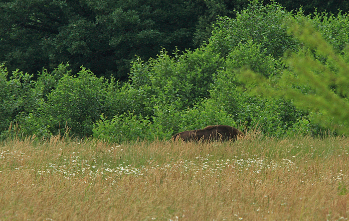 Europæisk Bison græssende på Lokalitet for Kastaniebrunt Randøje, Coenonympha glycerion. Bialowieza Skoven, Polen d. 19 juni 2011. Fotograf: Lars Andersen