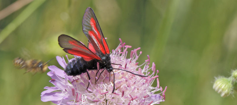 Smalsprtad bastardsvrmare / Skabiosekllesvrmer, Zygaena osterodensis. Bialowieza skovene, Polen d. 15 juni 2011. Fotograf; Lars Andersen