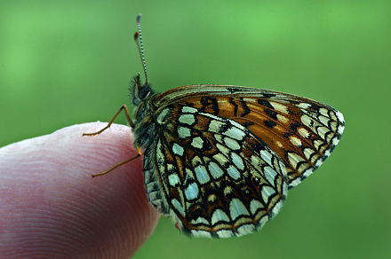 Mørk Pletvinge, Melitaea diamina hun. Stigsåkra, Skåne,.Sverige d. 20 juni 2012. Fotograf; Lars Andersen