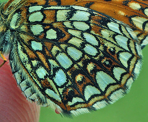 Mørk Pletvinge, Melitaea diamina hun. Stigsåkra, Skåne,.Sverige d. 20 juni 2012. Fotograf; Lars Andersen