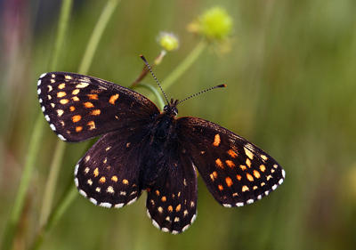 Mrk Pletvinge, Melitaea diamina hun. Stigskra, Skne,.Sverige d. 20 juni 2012. Fotograf; Lars Andersen