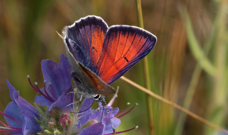 Violetrandet Ildfugl, Lycaeana hippothoe han. Stigskra, Skne,.Sverige d. 20 juni 2012. Fotograf; Lars Andersen