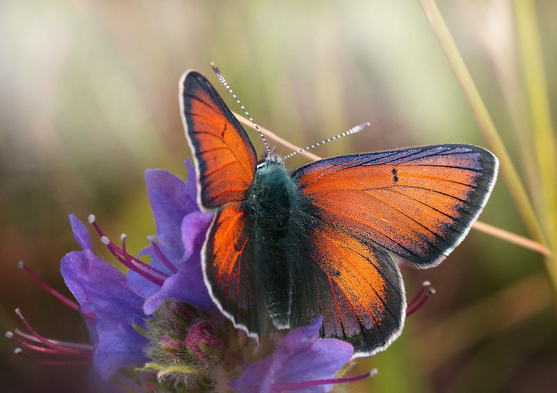 Violetrandet Ildfugl, Lycaeana hippothoe han. Stigskra, Skne,.Sverige d. 20 juni 2012. Fotograf; Lars Andersen