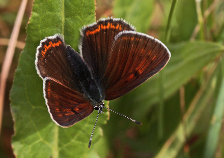 Violetrandet Ildfugl, Lycaeana hippothoe hun. Stigskra, Skne,.Sverige d. 20 juni 2012. Fotograf; Lars Andersen