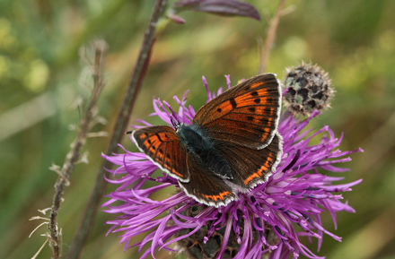 Violetrandet Ildfugl, Lycaeana hippothoe hun. Stigskra, Skne,.Sverige d. 20 juni 2012. Fotograf; Lars Andersen