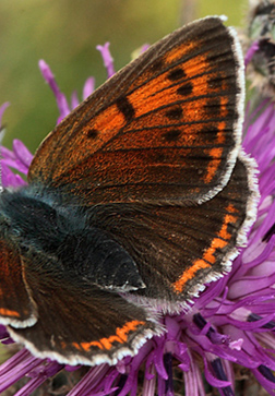 Violetrandet Ildfugl, Lycaeana hippothoe hun. Stigskra, Skne,.Sverige d. 20 juni 2012. Fotograf; Lars Andersen